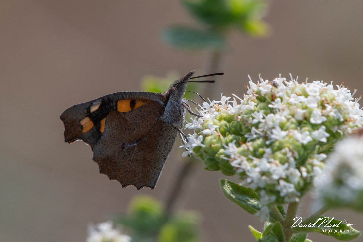 DPPhotography - Lesvos - Nettle-tree butterfly - B.jpg - Nettle-tree butterfly - Perasma reservoir, Lesvos