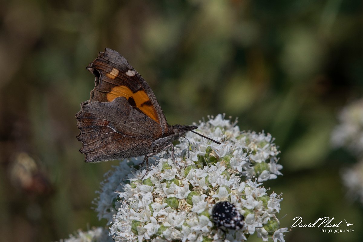 DPPhotography - Lesvos - Nettle-tree butterfly - C.jpg - Nettle-tree butterfly - Perasma reservoir, Lesvos