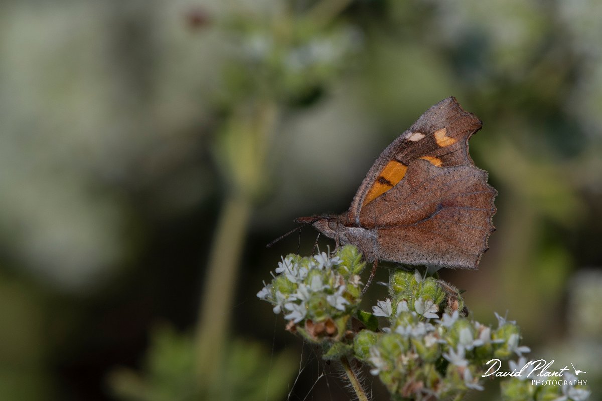 DPPhotography - Lesvos - Nettle-tree butterfly - D.jpg - Nettle-tree butterfly - Perasma reservoir, Lesvos