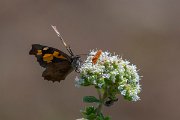 DPPhotography - Lesvos - Nettle-tree butterfly - A