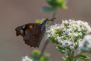 DPPhotography - Lesvos - Nettle-tree butterfly - B