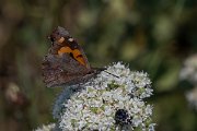 DPPhotography - Lesvos - Nettle-tree butterfly - C