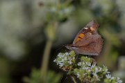DPPhotography - Lesvos - Nettle-tree butterfly - D