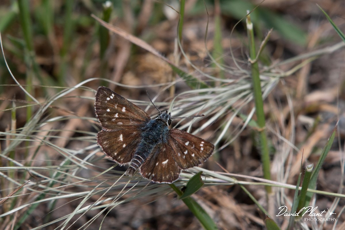 DPPhotography - Lesvos - Orbed red underwiong skipper - A.jpg - Orbed red underwing skipper - Mikri Limni, Lesvos