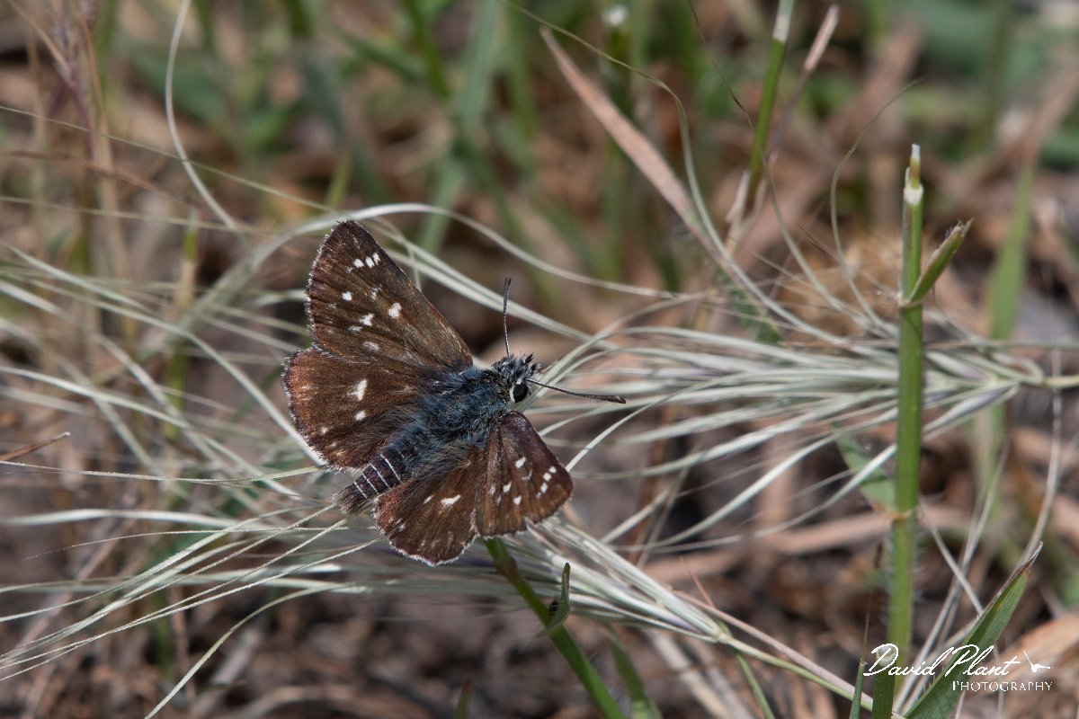 DPPhotography - Lesvos - Orbed red underwiong skipper - B.jpg - Orbed red underwing skipper - Mikri Limni, Lesvos