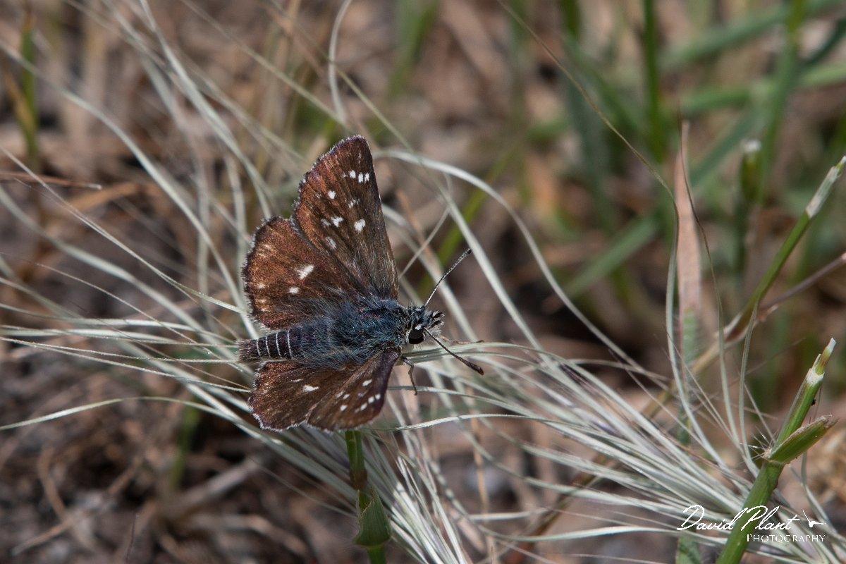 DPPhotography - Lesvos - Orbed red underwiong skipper - C.jpg - Orbed red underwing skipper - Mikri Limni, Lesvos