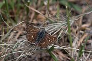 DPPhotography - Lesvos - Orbed red underwiong skipper - A