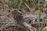 DPPhotography - Lesvos - Orbed red underwiong skipper - B