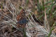 DPPhotography - Lesvos - Orbed red underwiong skipper - C