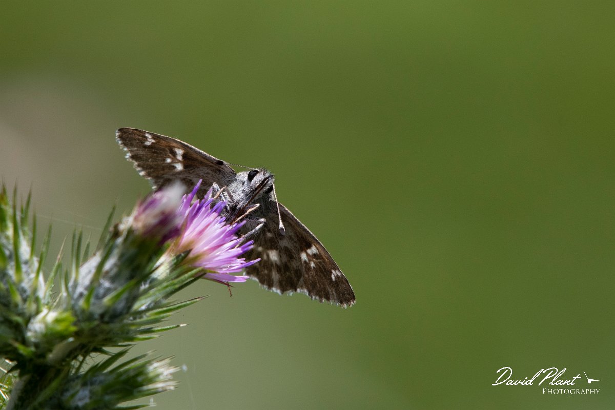 DPPhotography - Lesvos - Oriental marbled skipper - B.jpg - Oriental marbled skipper - Olympos massif, Lesvos