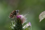 DPPhotography - Lesvos - Oriental marbled skipper - A
