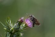 DPPhotography - Lesvos - Oriental marbled skipper - C