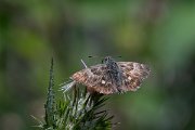DPPhotography - Lesvos - Oriental marbled skipper - D