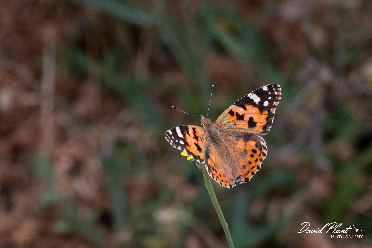 DPPhotography - Lesvos - Painted lady - A.jpg - Painted lady - Ipsilou Monastery, Lesvos
