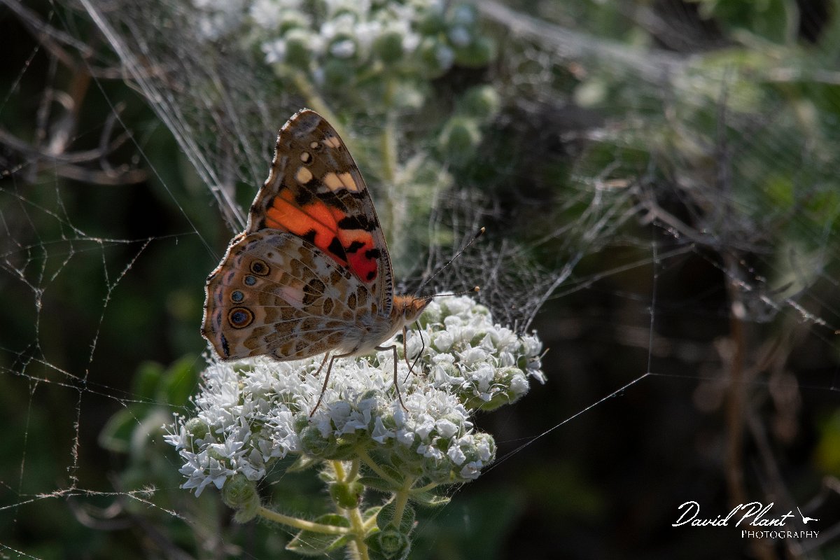 DPPhotography - Lesvos - Painted lady - B.jpg - Painted lady - Perasma reservoir, Lesvos