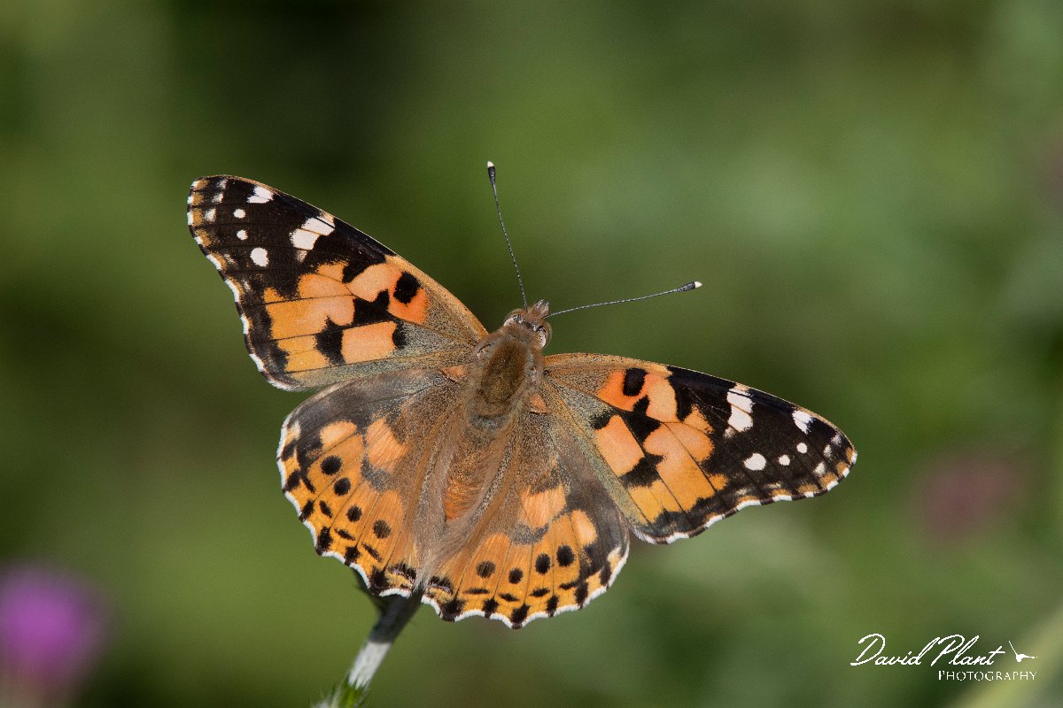 DPPhotography - Lesvos - Painted lady - C.jpg - Painted lady - Perasma reservoir, Lesvos