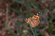 DPPhotography - Lesvos - Painted lady - A