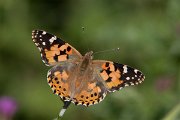 DPPhotography - Lesvos - Painted lady - C