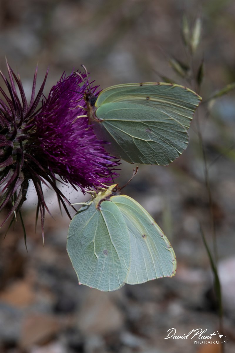 DPPhotography - Lesvos - Powered brimstone - B.jpg - Powdered brimstone - Olympos massif, Lesvos