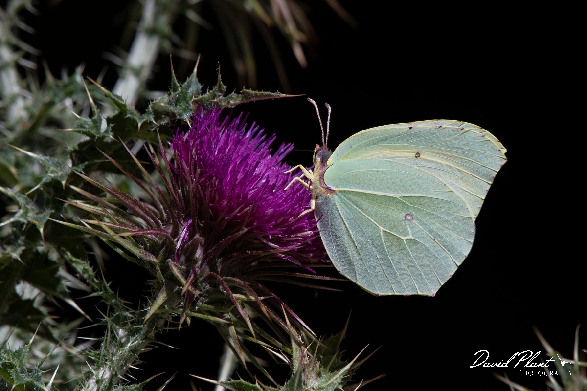 DPPhotography - Lesvos - Powered brimstone - C.jpg - Powdered brimstone - Olympos massif, Lesvos