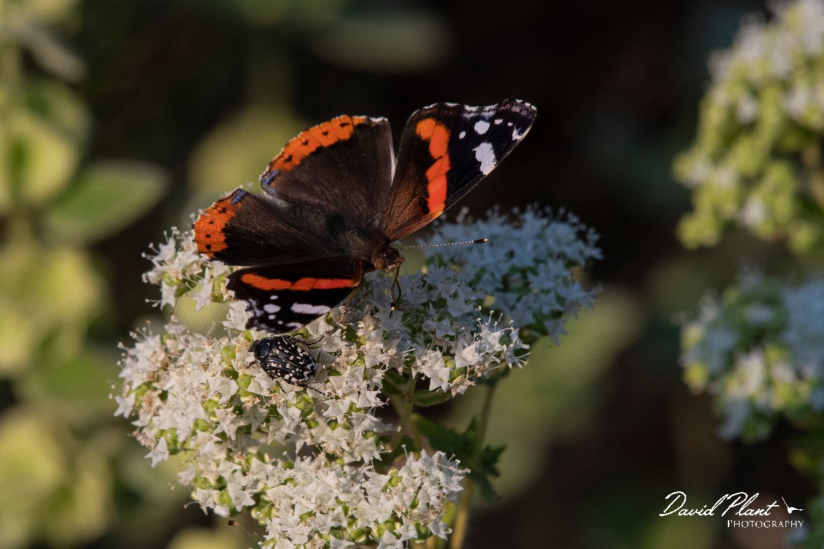 DPPhotography - Lesvos - Red admiral - C.jpg - Red admiral - Perasma reservoir, Lesvos