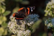 DPPhotography - Lesvos - Red admiral - C