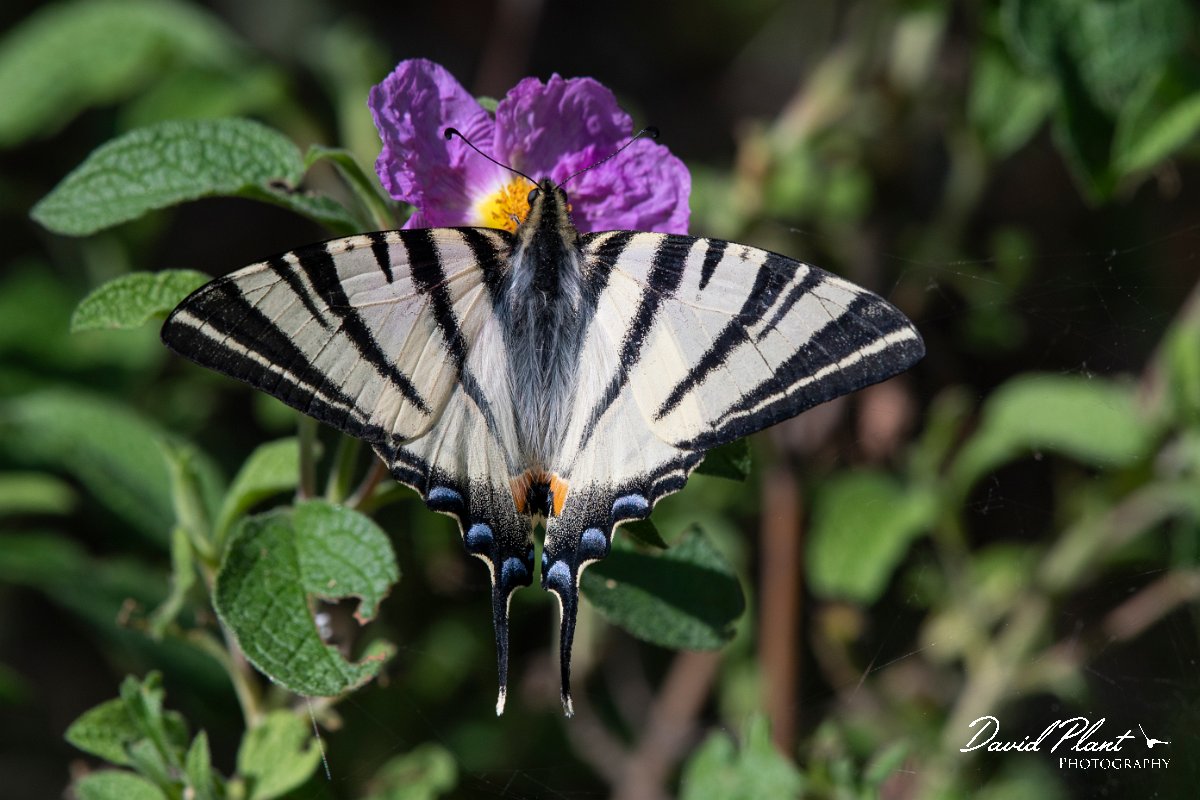 DPPhotography - Lesvos - Scarce swallowtail - A.jpg - Scarce swallowtail - Agiasos sanatorium, Lesvos
