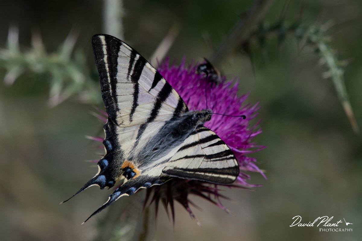 DPPhotography - Lesvos - Scarce swallowtail - C.jpg - Scarce swallowtail - Olympos massif, Lesvos