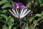 DPPhotography - Lesvos - Scarce swallowtail - A