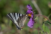 DPPhotography - Lesvos - Scarce swallowtail - B