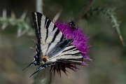 DPPhotography - Lesvos - Scarce swallowtail - C