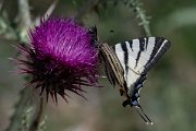 DPPhotography - Lesvos - Scarce swallowtail - D