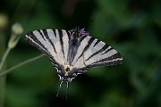 DPPhotography - Lesvos - Scarce swallowtail - F