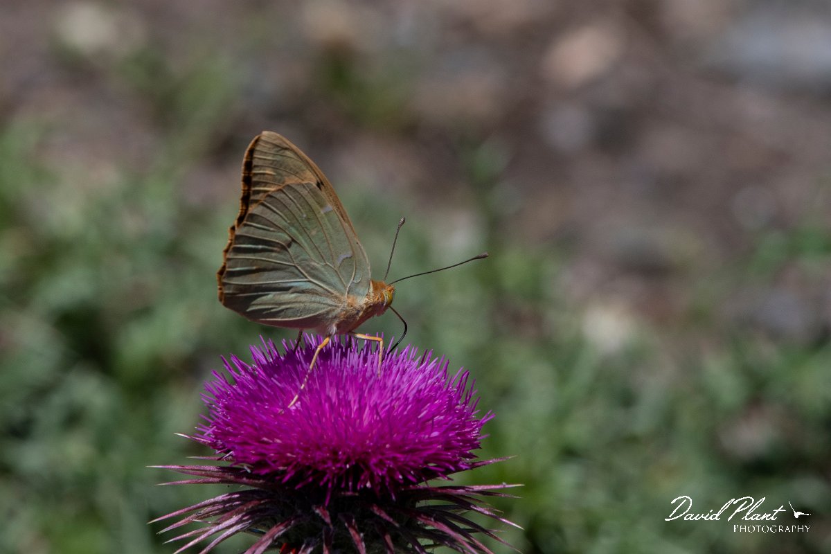 DPPhotography - Lesvos - Silver-washed fritillary - A.jpg - Silver washed fritillary -  Olympos massif, Lesvos