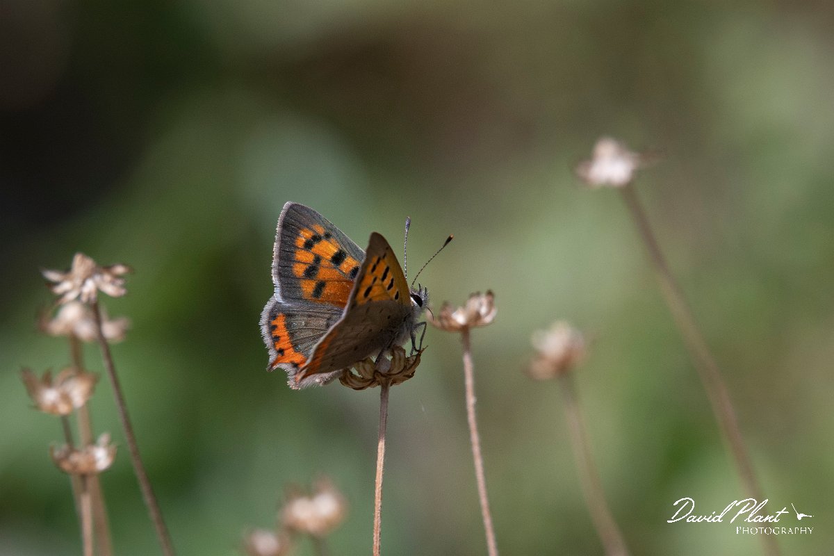 DPPhotography - Lesvos - Small copper - A.jpg - Small copper - Agiasos sanatorium, Lesvos