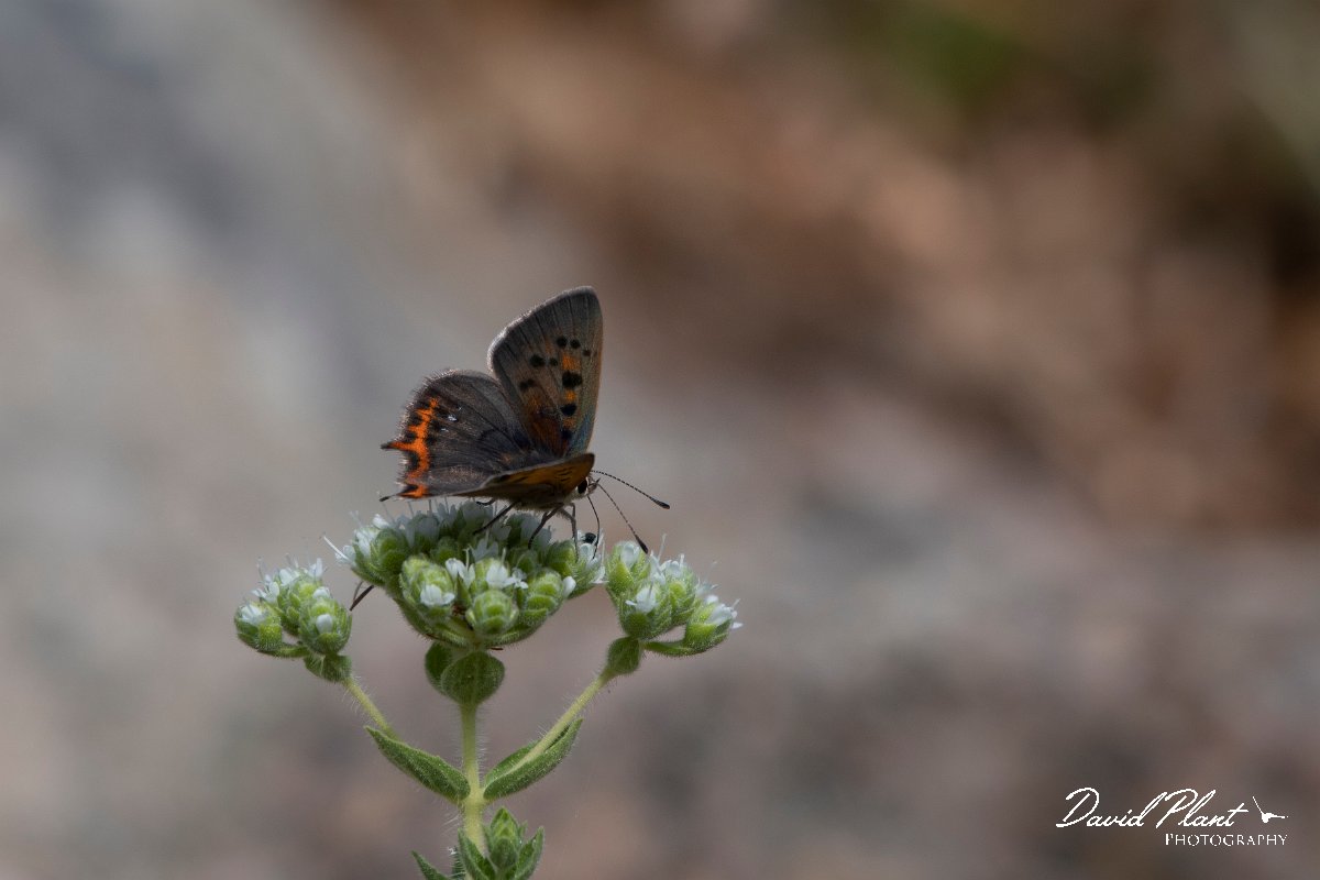 DPPhotography - Lesvos - Small copper - B.jpg - Small copper - Ipsilou Monastery, Lesvos