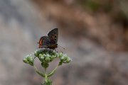 DPPhotography - Lesvos - Small copper - B
