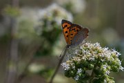 DPPhotography - Lesvos - Small copper - C