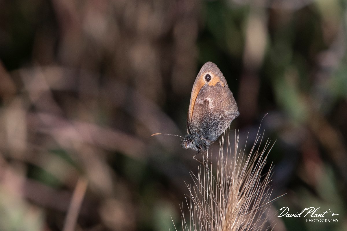 DPPhotography - Lesvos - Small heath - A.jpg - Small heath - Dipi Larisos reedbed, Lesvos