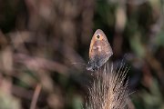 DPPhotography - Lesvos - Small heath - A