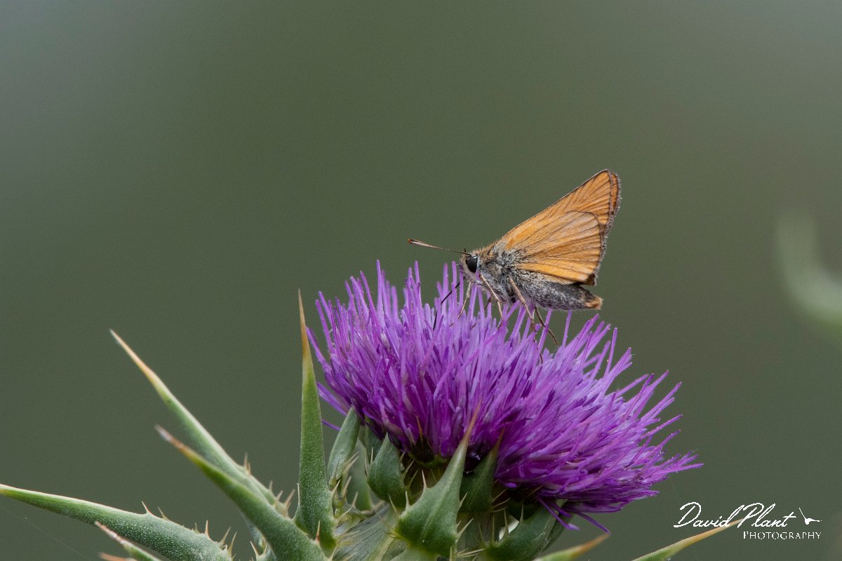 DPPhotography - Lesvos - Small skipper - B.jpg - Small skipper - Faneromeni, Lesvos