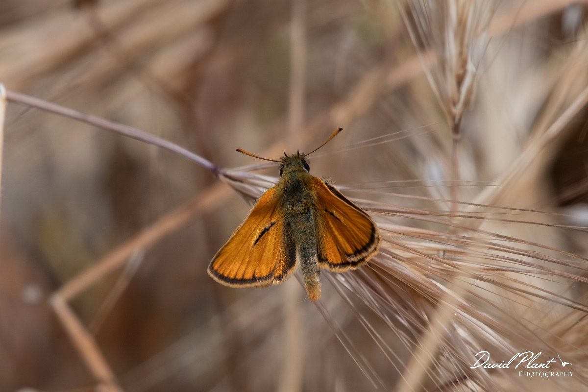 DPPhotography - Lesvos - Small skipper - D.jpg - Small skipper - Ipsilou Monastery, Lesvos
