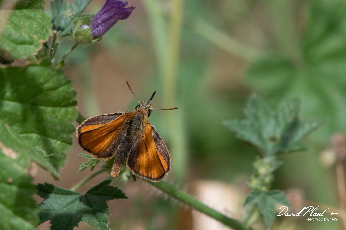 DPPhotography - Lesvos - Small skipper - E.jpg - Small skipper - Ipsilou Monastery, Lesvos