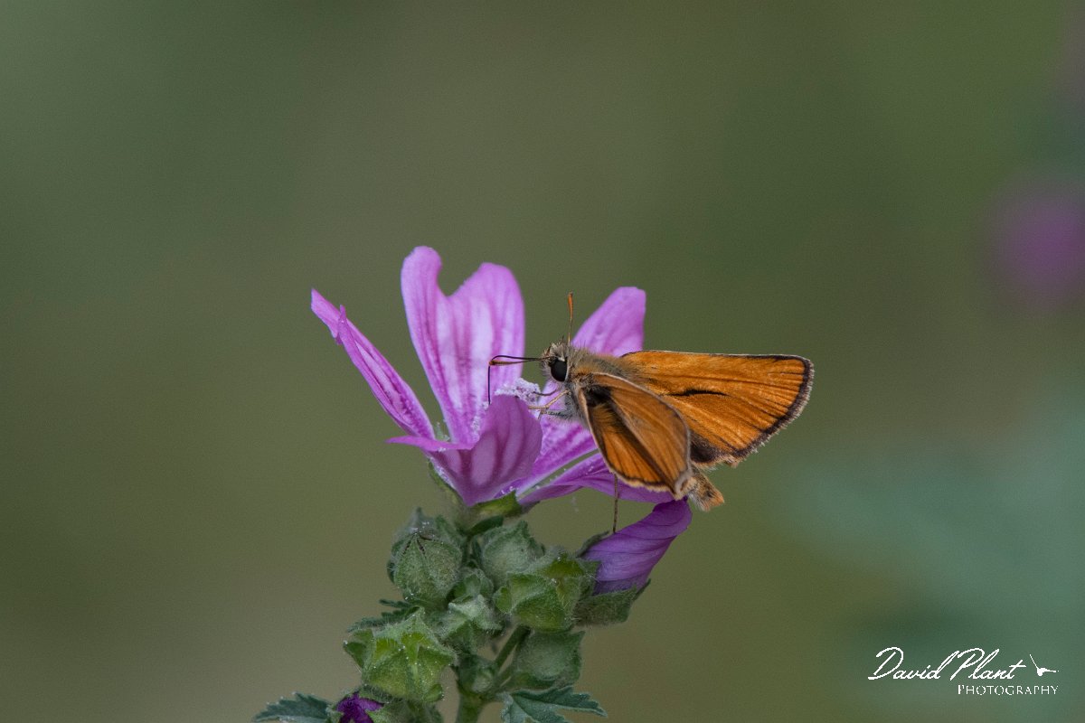 DPPhotography - Lesvos - Small skipper - F.jpg - Small skipper - Ipsilou Monastery, Lesvos