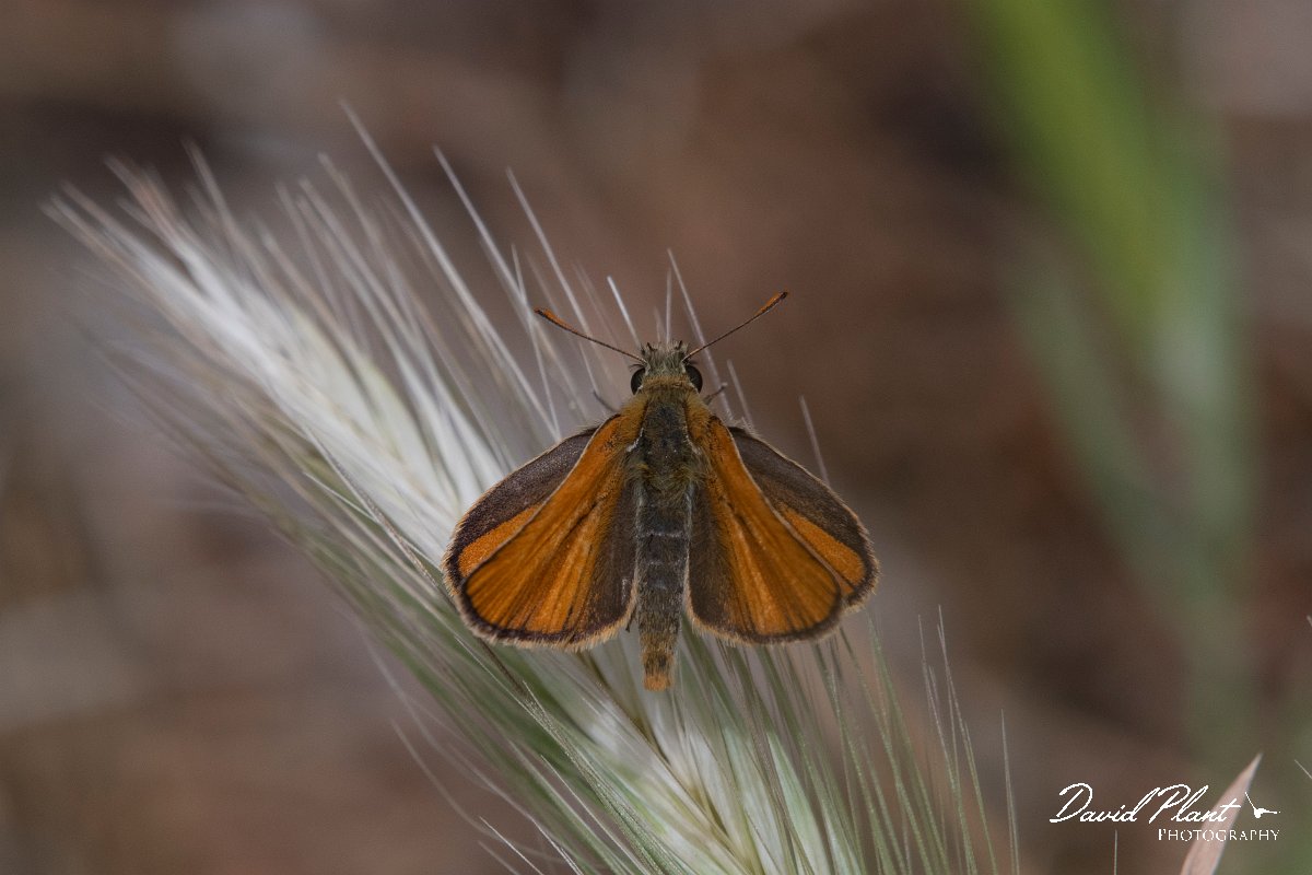 DPPhotography - Lesvos - Small skipper - G.jpg - Small skipper - Ipsilou Monastery, Lesvos