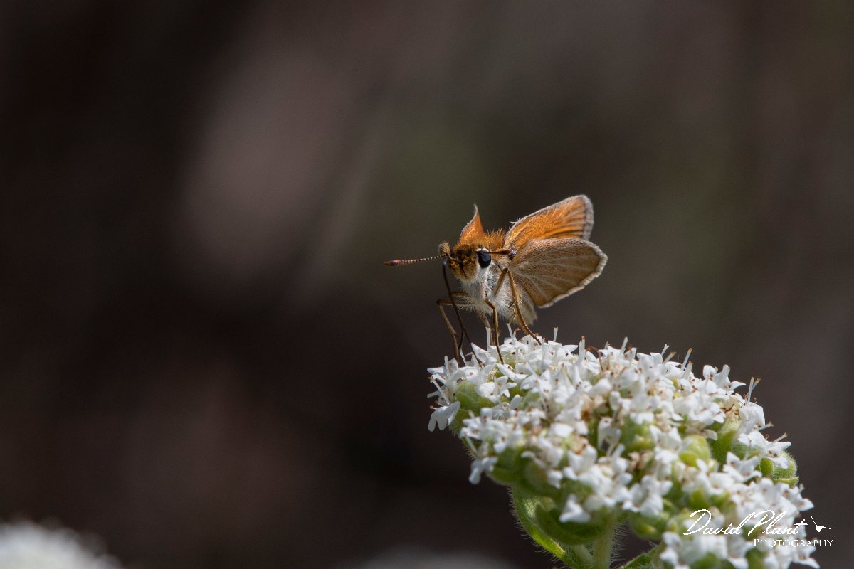 DPPhotography - Lesvos - Small skipper - H.jpg - Small skipper - Perasma reservoir, Lesvos