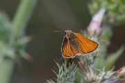 DPPhotography - Lesvos - Small skipper - C