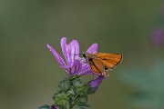 DPPhotography - Lesvos - Small skipper - F