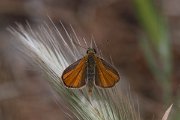DPPhotography - Lesvos - Small skipper - G