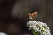 DPPhotography - Lesvos - Small skipper - H